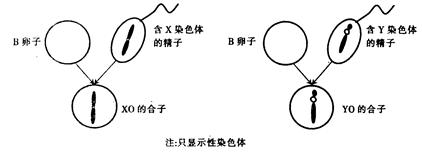 线粒体染色 实验报告 詹纳斯绿b