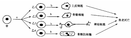 在不断增长的癌组织中,癌细胞