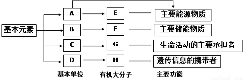 (10分)以下是生物体内四种有机物的组成与功能关系图,请据图回答