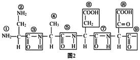 图l是某蛋白质的肽链结构示意图,其中数字为氨基酸序号;图2为部分肽链