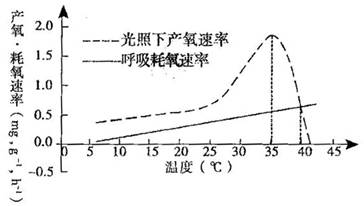 净光合速率的表示指标_光合速率与净光合速率_光合速率和净光合速率