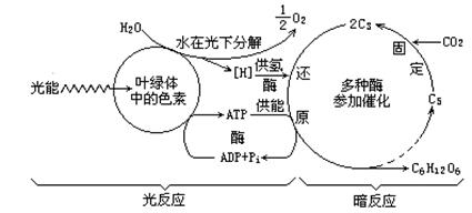 下列属于光反应和暗反应共有的一组条件是