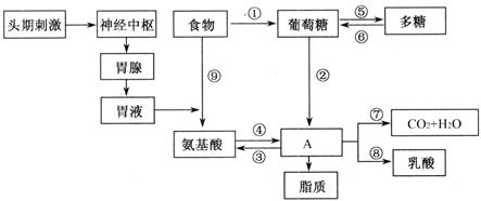 糖类,脂质和蛋白质的代谢知识点 "(8分),下图是人体内糖代谢的示意图