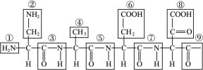 "习题详情  (10分)下面是某蛋白质的肽链结构示意图(图甲,其中的数字