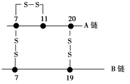 组成细胞的分子知识点 "(7分)如图为结晶牛胰岛素的一个模式图,.