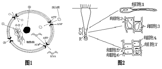 (9分)下图表示小肠粘膜上皮细胞亚显微结构示意图,圆圈内为局部结构的