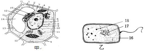 "(22分)下图是两类细胞的亚显微结构模式."习题详情