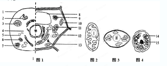 下图表示一个细胞的亚显微结构立体模式图的一部分.请