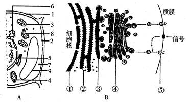 a图为某植物细胞部分亚显微结构模式图,b图示某动物细胞分泌蛋白合成