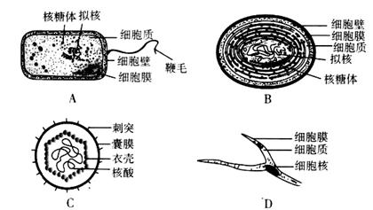 蚕豆根尖的分生区细胞中与能量转换有关的细胞器是