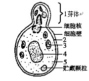 (5分)右图是酵母菌细胞正在进行出芽生殖的模式图,据图回答