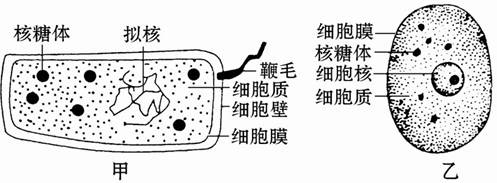 分叶核细胞是什么_真核细胞原核细胞_核肿胀细胞