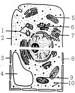 (5分)下图为细胞亚显微结构模式图,请据图回答(〔 〕中填序号,    上