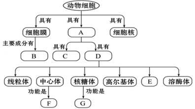 (7分)完成下面有关动物细胞结构和功能的概念图.