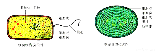 "习题详情 下图分别是细菌和蓝藻的结构模式图,据图回答下列问题