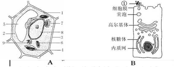 (3)若图a细胞是西瓜红色果肉细胞,则色素主要存在于[   .