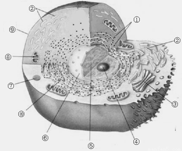 "下图是真核细胞结构示意图,请据图回答问题."习题详情
