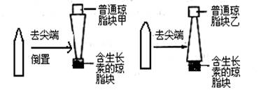 细胞的结构与功能知识点 "下图示"用切下的燕麦胚芽鞘为材料,验证生.