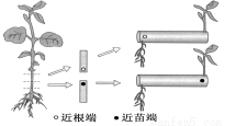 (6分)下图1为胚芽鞘示意图,图2为胚芽鞘去掉尖端后立即放上含不同浓度