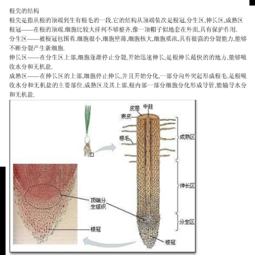 下列关于根尖分生区的叙述,错误的是( )