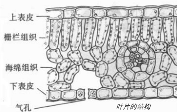 叶肉的栅栏层细胞排列的特征是( )