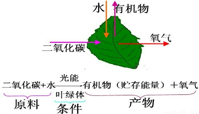 完成绿色植物光合作用的概念图