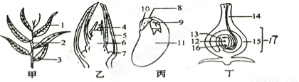 叶芽的纵切,种子结构,子房的纵剖面示意图