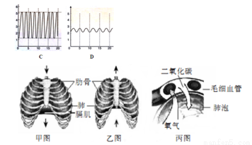 吸气和呼气时胸廓与膈肌的状态,及肺泡与血液之间的气体交换示意图