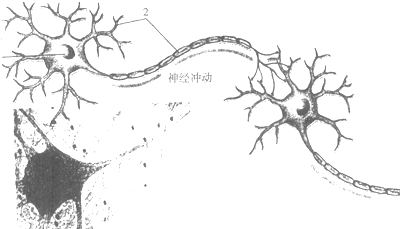 神经细胞(如图所示)又叫,是构成神经系统的和的基本单位.