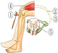 "习题详情  图为膝跳反射的反射弧,据图回答: (1)在膝跳反射中,接受
