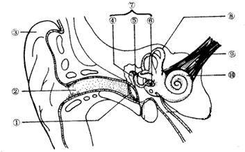 如图是人耳的结构图,请据图回答
