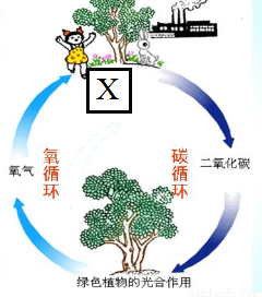 写出符合下列要求的物质的化学式:①温室里的