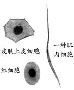 下图是在显微镜下观察到的蛙的三种细胞,请据图回答问题