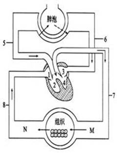 右图为人体血液循环模式图,据图回答问题.