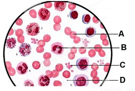 下图是血涂片在显微镜下的一个视野图。(用序