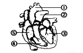 右图是人体血液循环模式图,据图回答