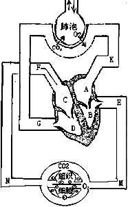 根据右面人体血液循环和气体交换示意图,回答下列问题