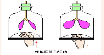 (2)呼气时,膈肌,使胸廓容积,肺也随着,肺内气压相应,气体被呼出.