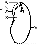 观察下面大豆种子的部分结构示意图,下列有关叙述中有错误的是
