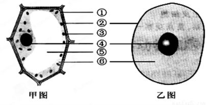 (1)植物细胞示意图是