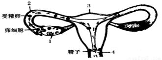 下图表示人的生殖过程,请据图回答.