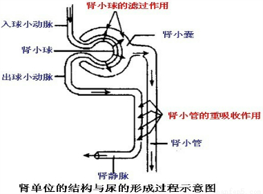 如面是尿的形成示意图,请回答下列问题