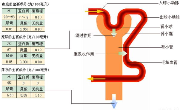 人口过程_中国人口密度的发展过程(2)