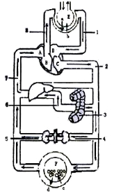 下图是人体血液循环系统示意图,血管中箭头代表血流方向,请结合相关