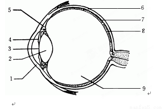 如图是眼球的结构示意图,回答下列问题(6分)