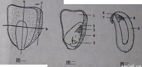 "习题详情  (1)图二示玉米种子的纵剖面,该剖面是刀片沿着图一所示的