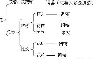 開花和結果的過程知識點 