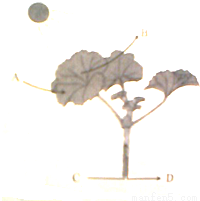 一天作了如下的探究:从上午8点开始,在同一植