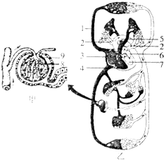 下图为人体血液循环模式图,请据图回答问题.(1
