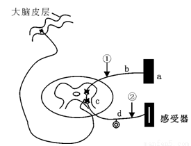 大脑反射弧图片